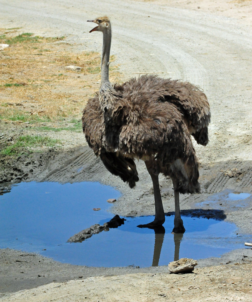 Ostrich or Common Ostrich (Struthio camelus) The Ostrich o… Flickr