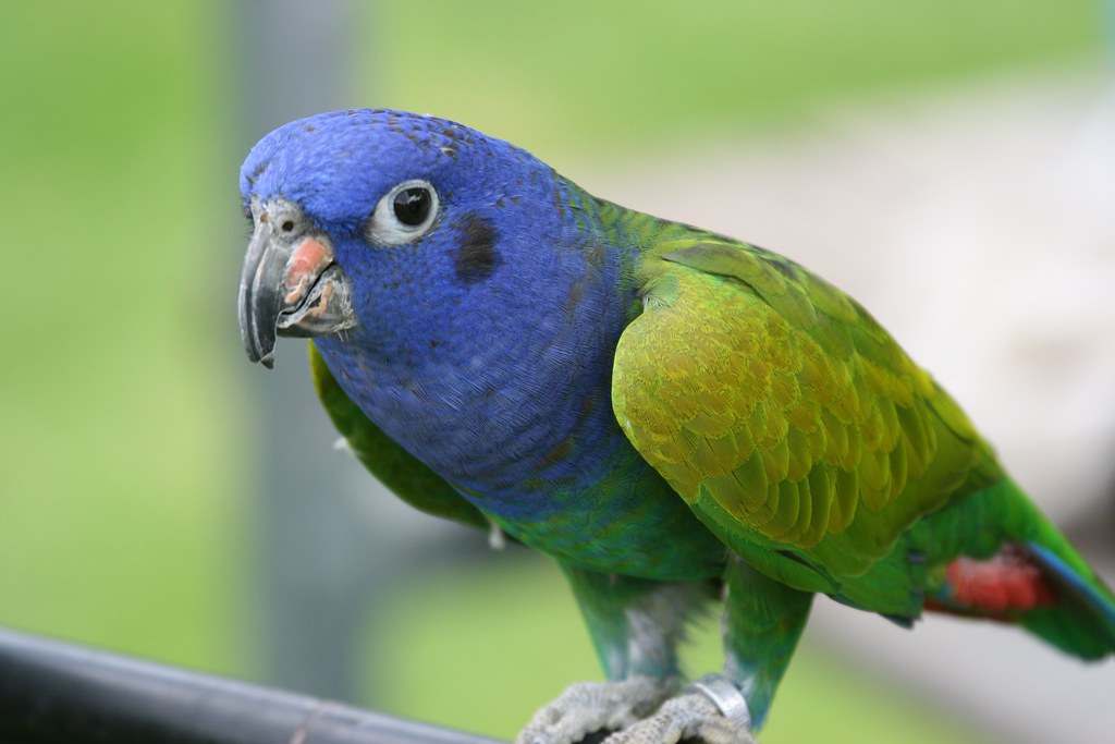 Blueheaded Parrot (Pionus menstruus) ©Jonker/Innemee City… Flickr