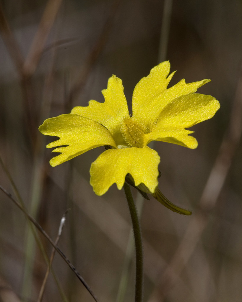 Yellow Butterwort Yellow Butterwort (Pinguicula lutea) H… Flickr