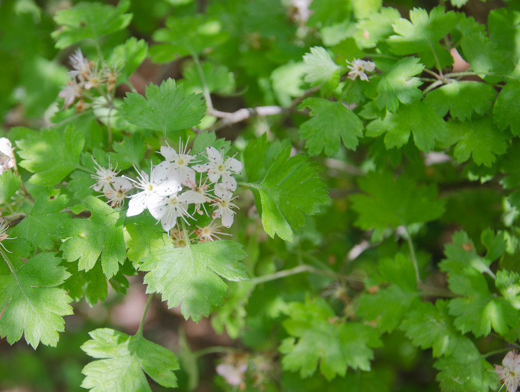 Crataegus marshallii, parsley hawthorn Coker Arboretum, UN… Flickr
