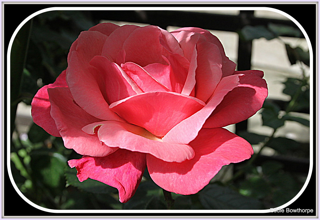 00817 Rose /Last Years Roses Eddie Bowthorpe Flickr