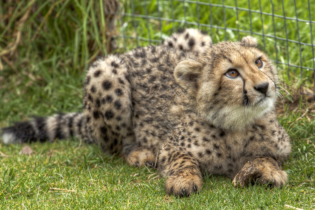 Cute Cheetah Operation Horseshoe Bay Day 3 My original pl… Flickr