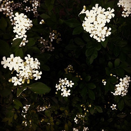 These Jasmine? flowers outside our house smell amazing at … Flickr