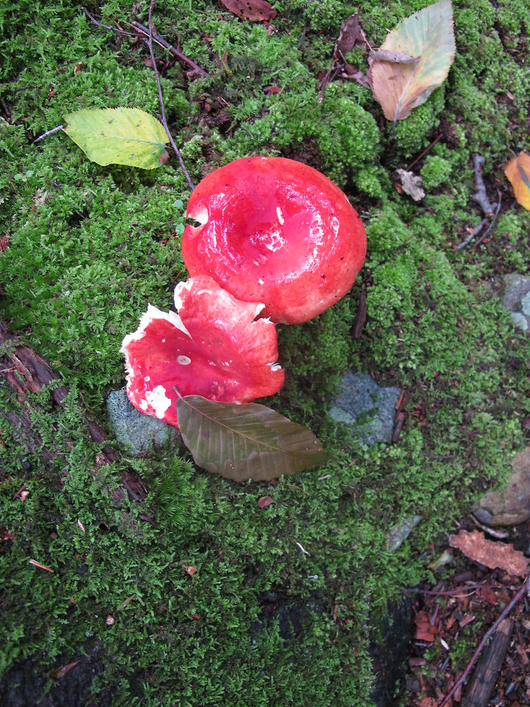 Red Mushrooms AT Day 1 Jean Gazis Flickr