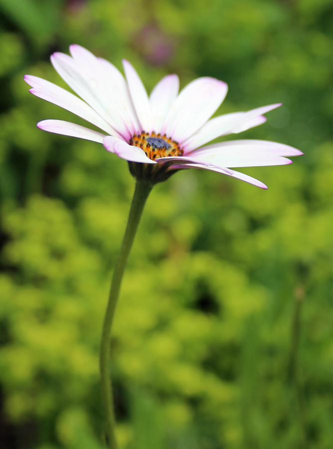 Garden daisy flower Garden daisy flower on long stem Gill Stafford