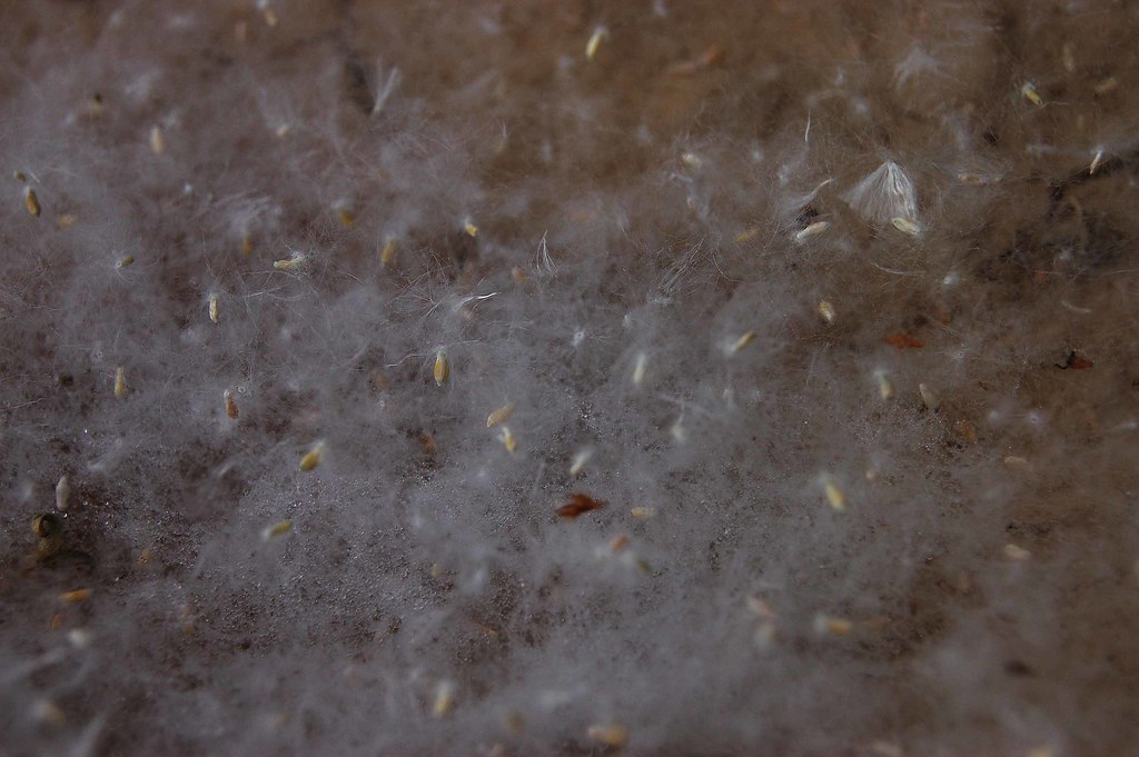 poplar seeds Clump of dispersed seeds of white poplar (Pop… Flickr