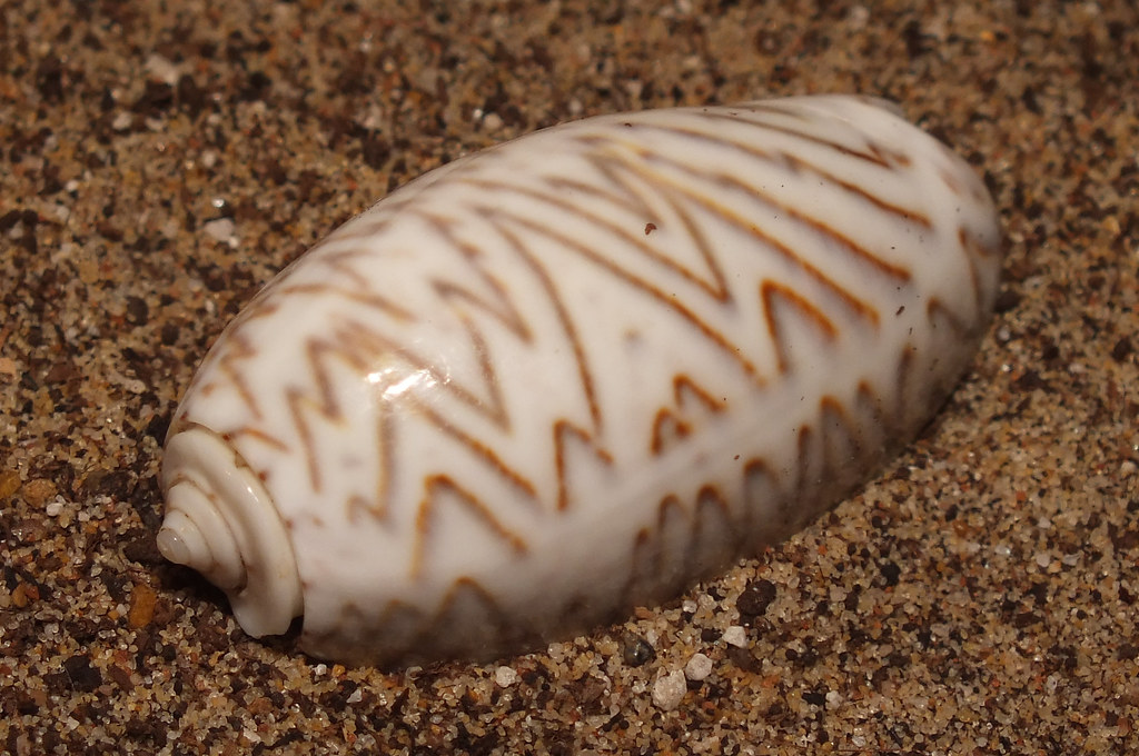 Olive snail (Oliva (Oliva) bulbosa f. lacertina) Size appr… Flickr