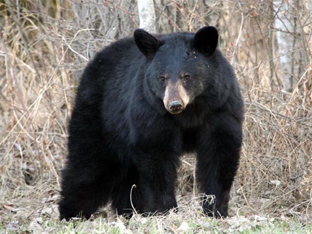 Black Bear at Echo Valley Ranch Black bears are common sig… Flickr