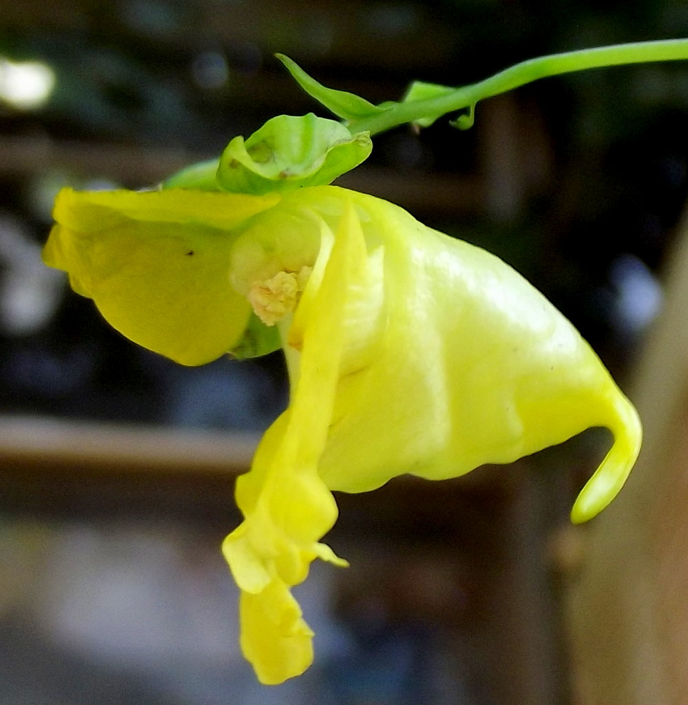 Jewelweed plant flower Jewelweed plant flower,Jewelweed Pl… Flickr