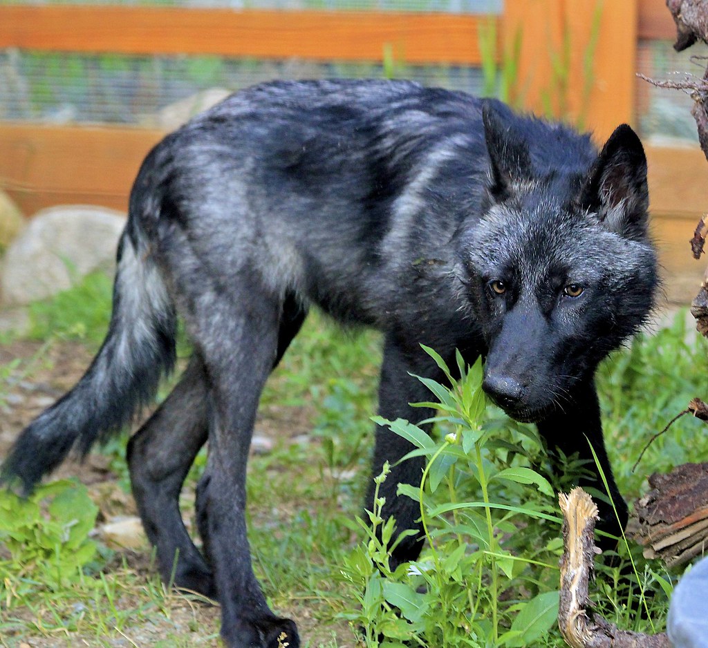 Beautiful Luna. Wolf pups Stephanie Yelton Flickr