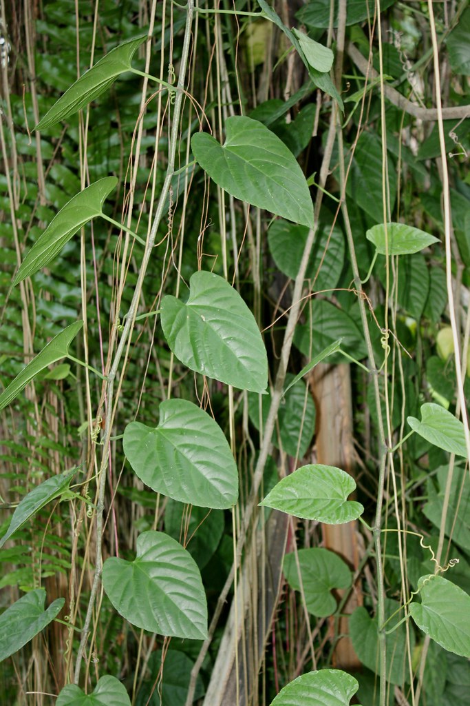 Cissus nodosa Blume Bukit Tagar, Selangor, Malaysia. Cissu… Flickr