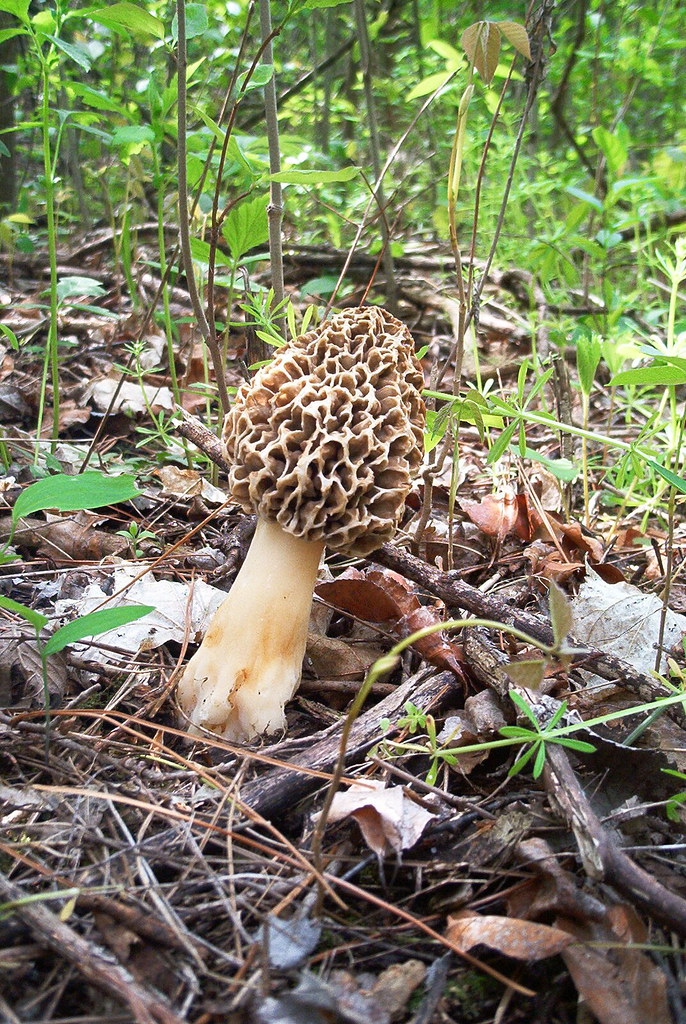 Morels may pop up early this spring! Morels, the primary t… Flickr