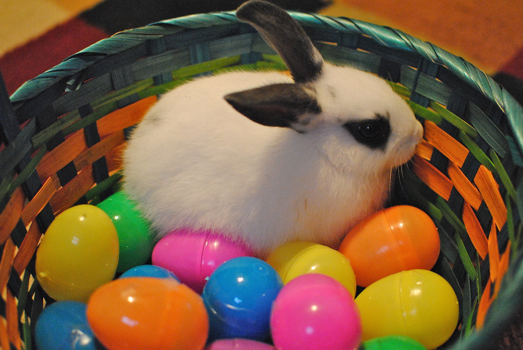 Bunny in his Easter Basket A baby bunny! Just visiting for… Flickr