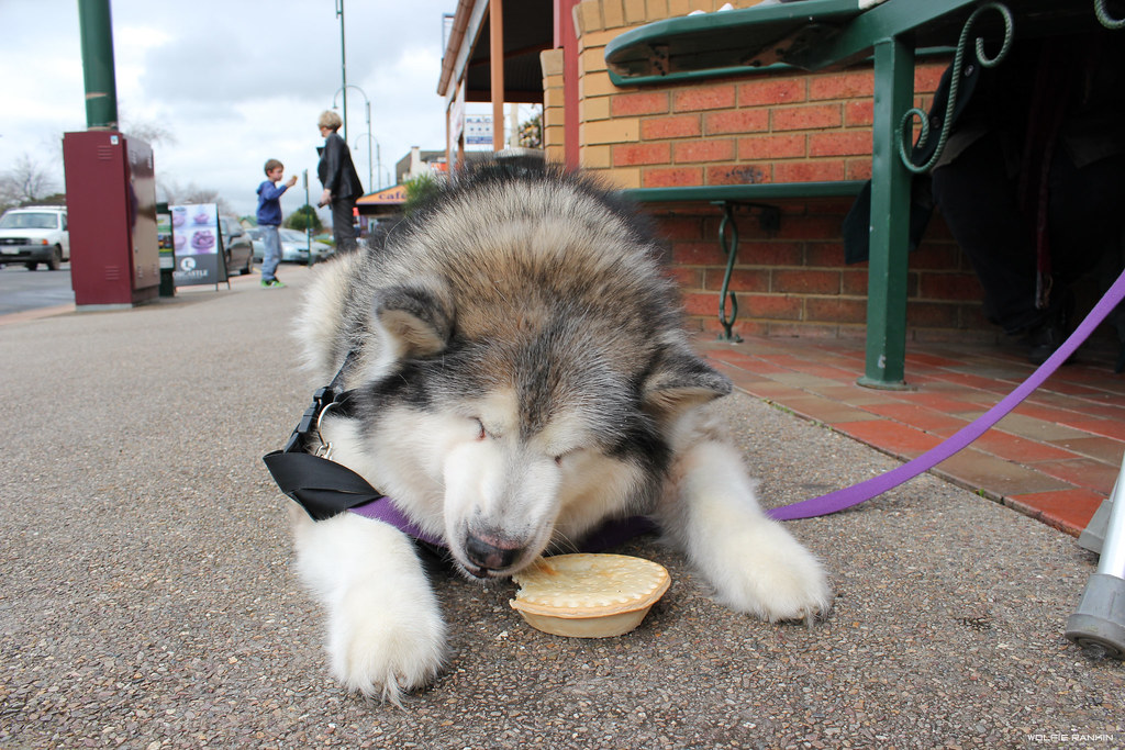 pie5 Katie eats a pie at the Tea House in Yarragon, Victor… Flickr