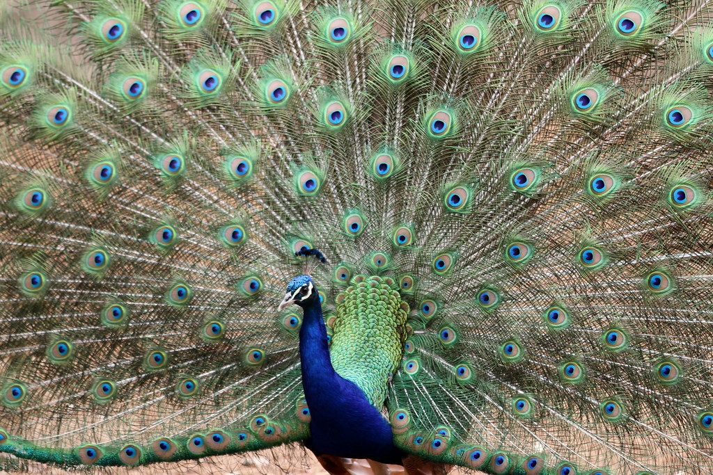 Peacock Australia hightower_512 Flickr