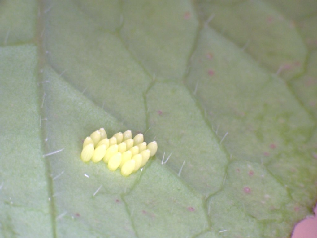 Cabbage White butterfly eggs Cluster of eggs at low power … Flickr