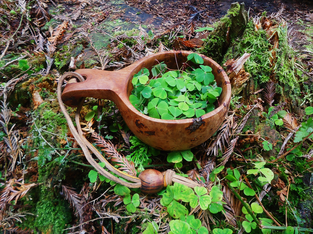 wood sorel . wood sorel we collected in the woods tastes l… Flickr