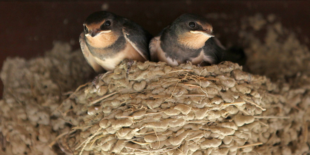 House martin chicks 1 Christine Taylor Flickr