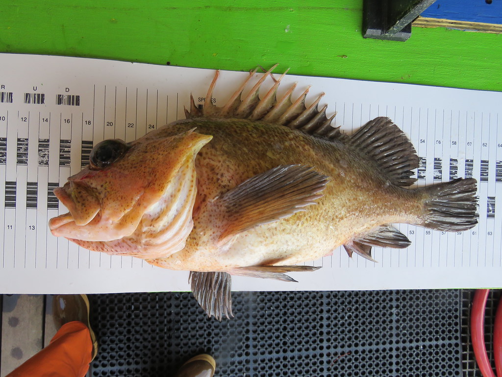 Quillback Rockfish