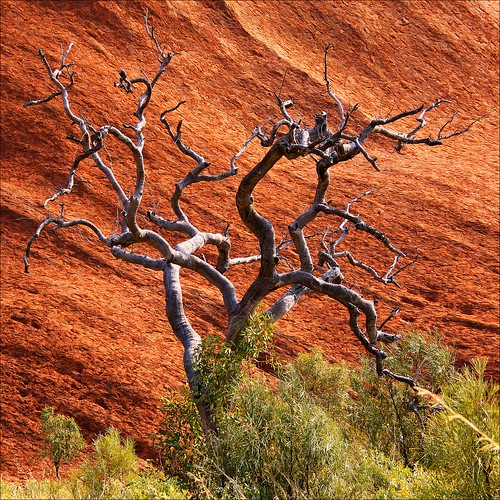 extree Tree at the Uluru AKA Ayers Rock at UluruKata Tju… Flickr