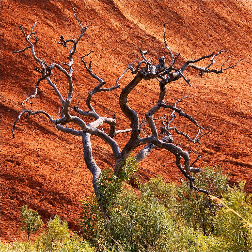 extree Tree at the Uluru AKA Ayers Rock at UluruKata Tju… Flickr
