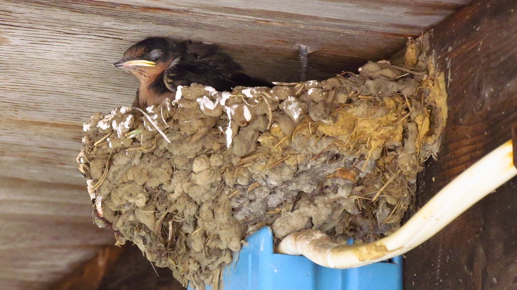 Barn Swallow nest already wired. Woodlands near Warren, Pe… Flickr
