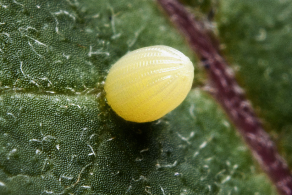 Monarch Butterfly Egg (Danaus plexippus) I actually watche… Flickr