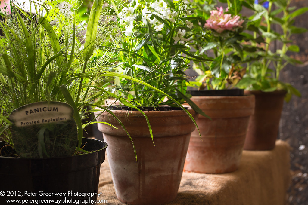 Pot Plants For Sale at Chastleton House Pot plants for sal… Flickr