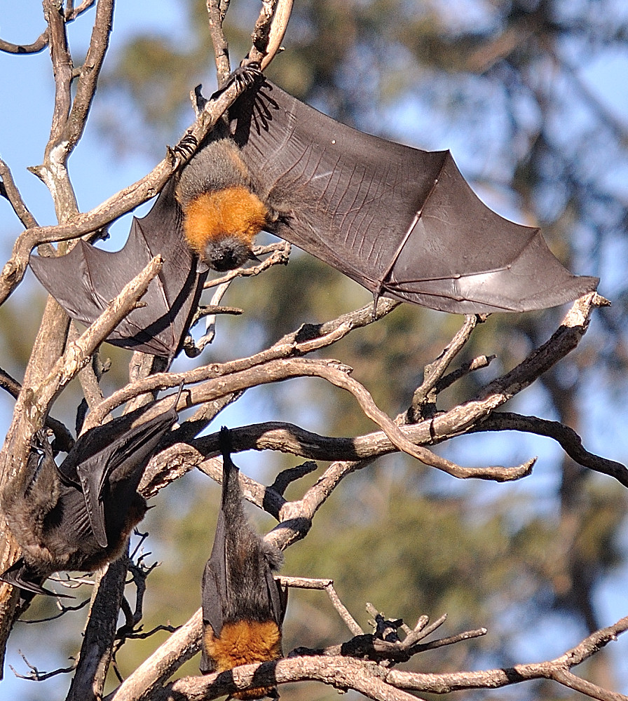 Bats for Dummies How to land a Bat, safely. DSC_025640 Flickr
