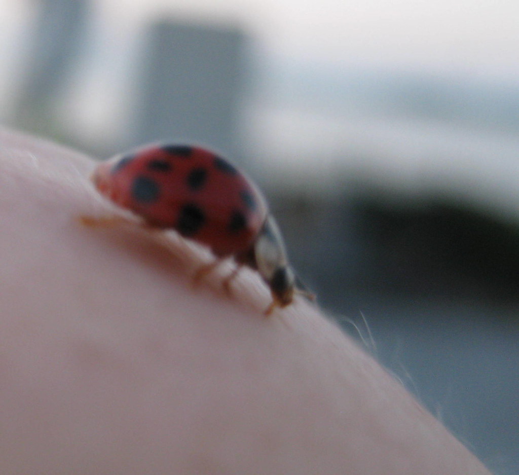 Ladybug A ladybug landed on me at the beach. I had to snap… Flickr
