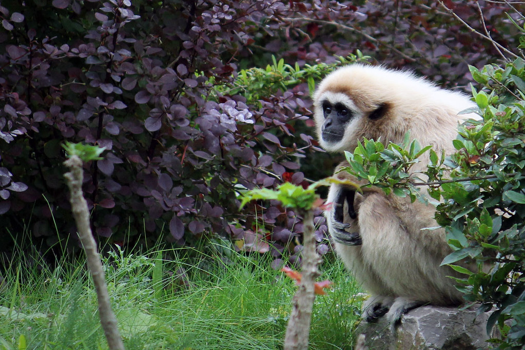 Lar Gibbon Lar Gibbon at Chester Zoo, Chester, UK. Taken O… Flickr
