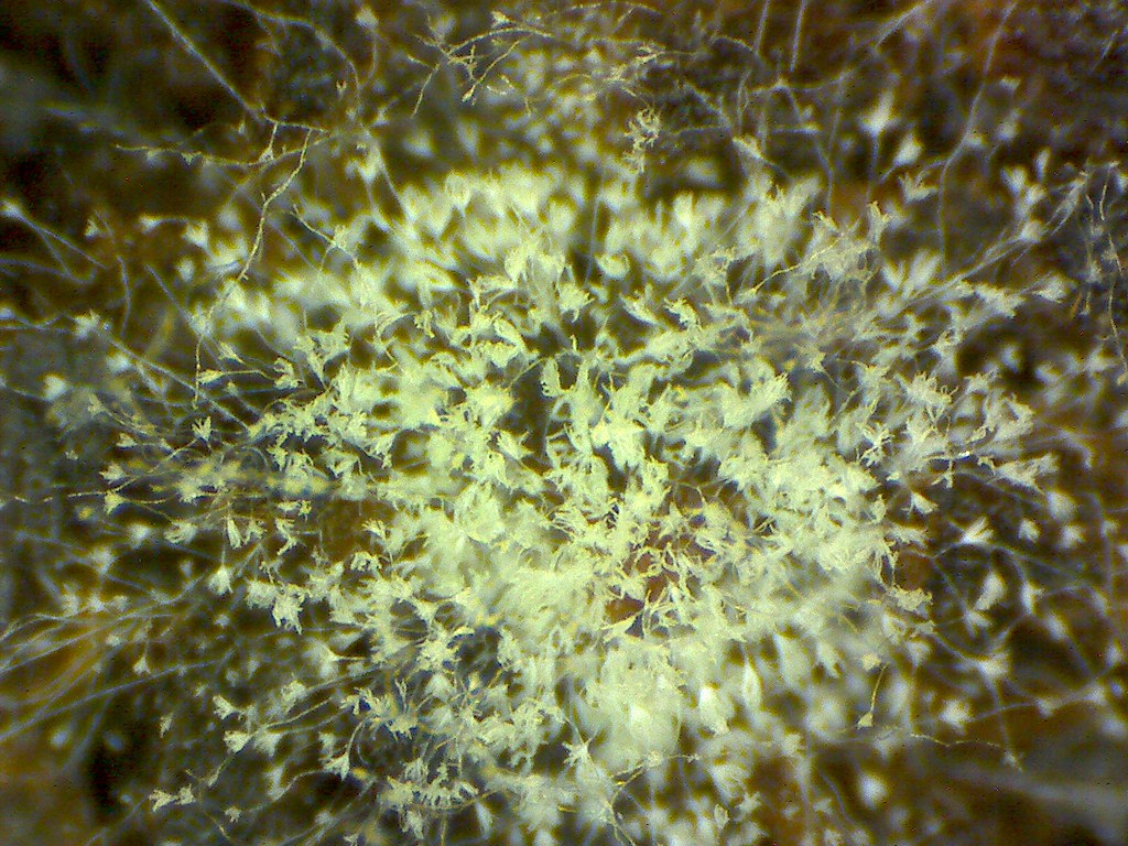 fungus mold on coffee grounds Still_20141110_214500_… Flickr