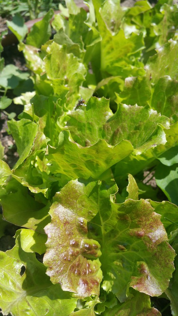 Lovelock lettuce karen_hine Flickr