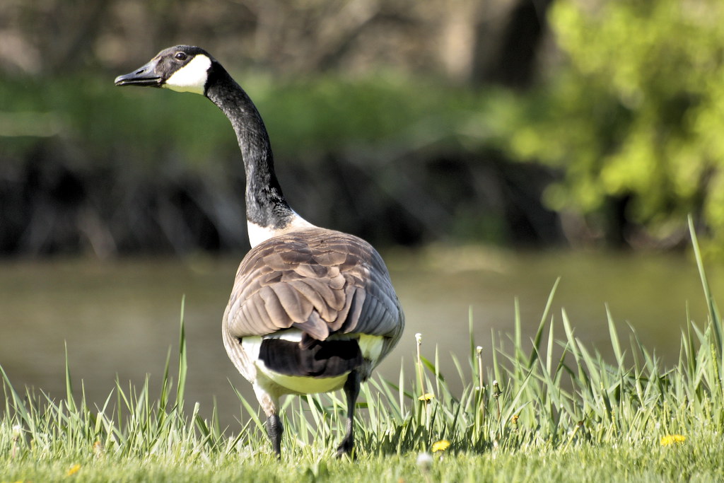 Duck Duck Goose Staring down a goose in Water Works Park. Phil Roeder Flickr