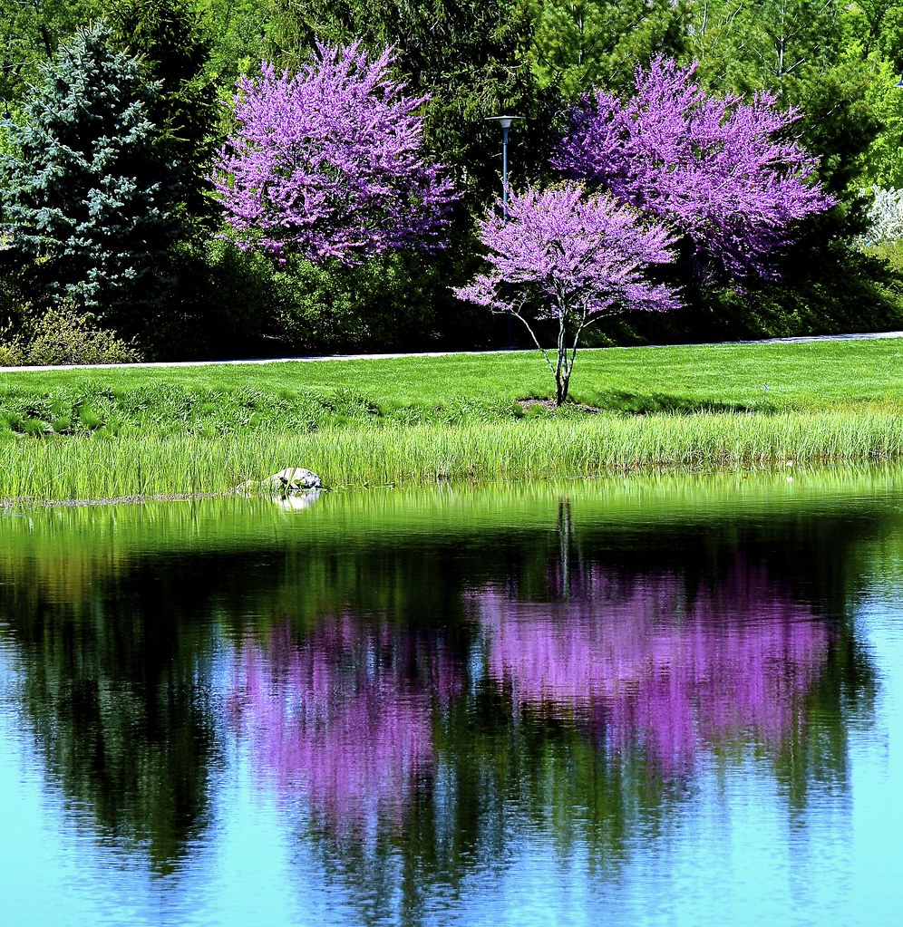 Reflections on Meadow Lake Morton Arboretum Lisle IL Flickr