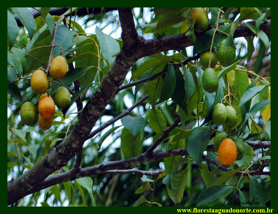 Tapereb Caj Spondias Mombin Anacardiaceae Fruta Nativa A Flickr