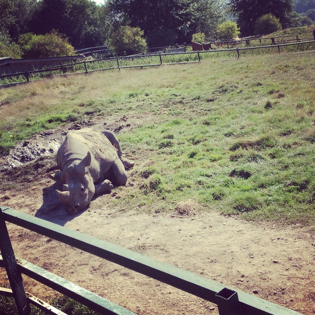 Rhinoceros Port Lympne Zoo Kent. iPhone 4S Instagram e… Flickr