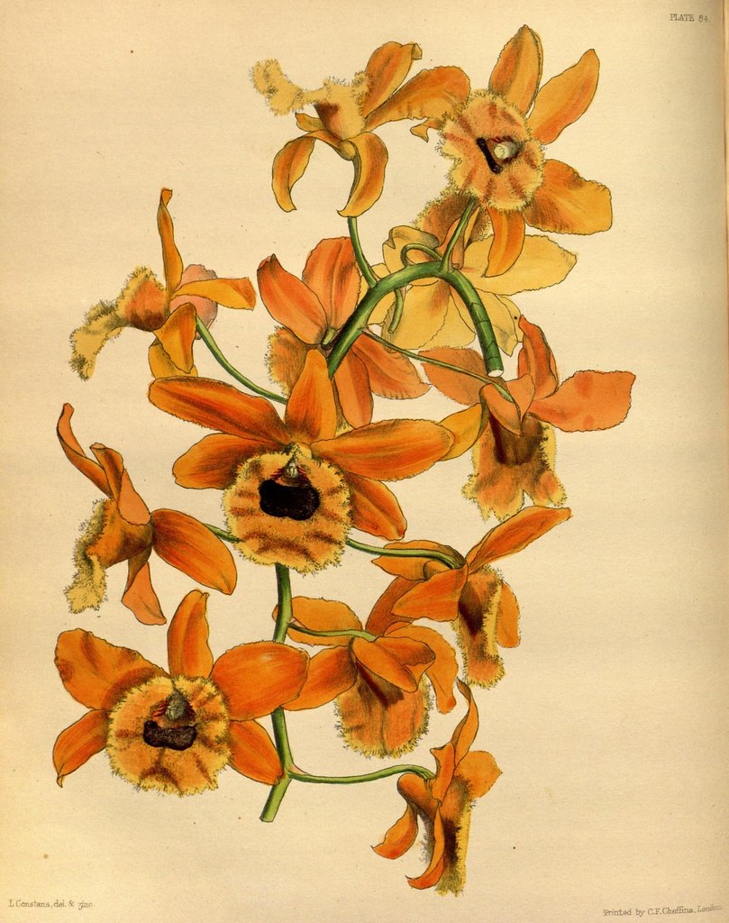 n63_w1150 Paxton's flower garden. London Bradbury and Ev… Flickr