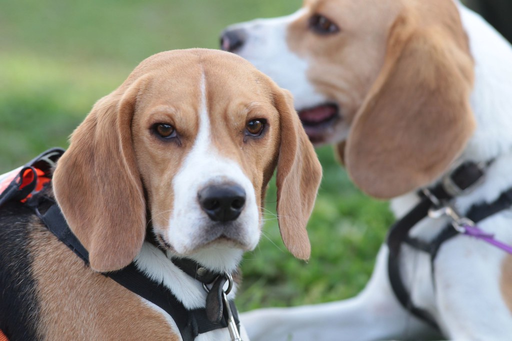 image045 Beagle Club of S.A. Inc. Flickr