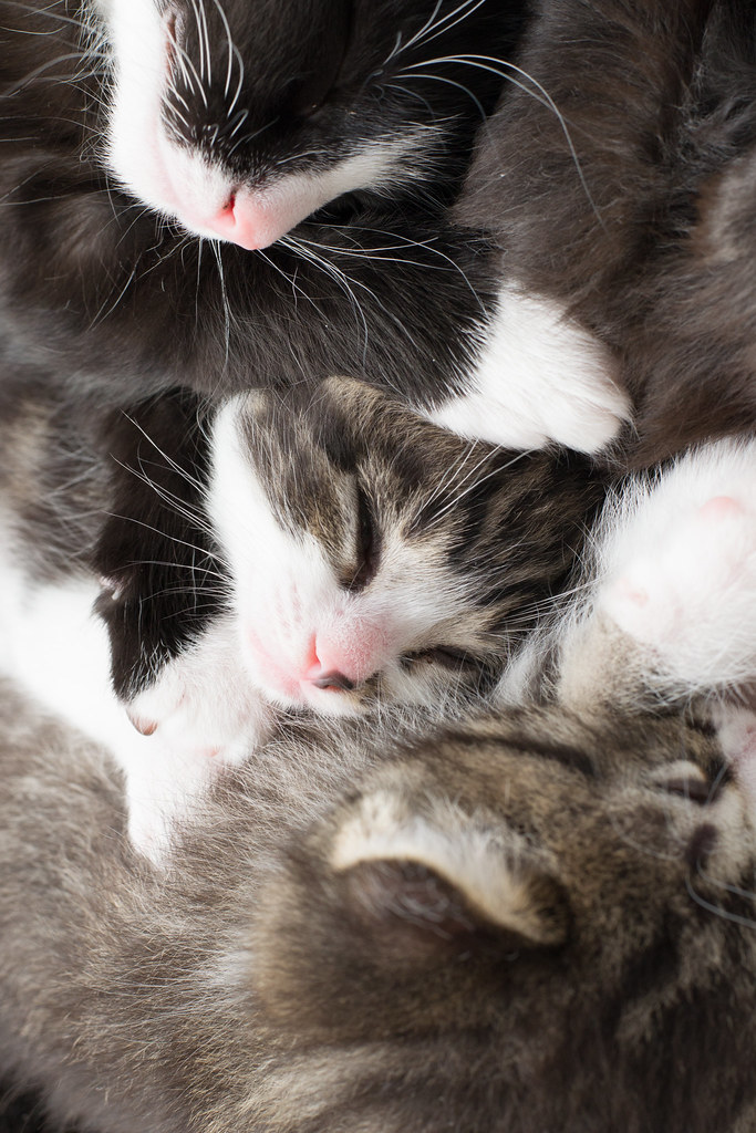 Tristan 1 month old kittens. 3 week old kitten. SaveAPet Adoption