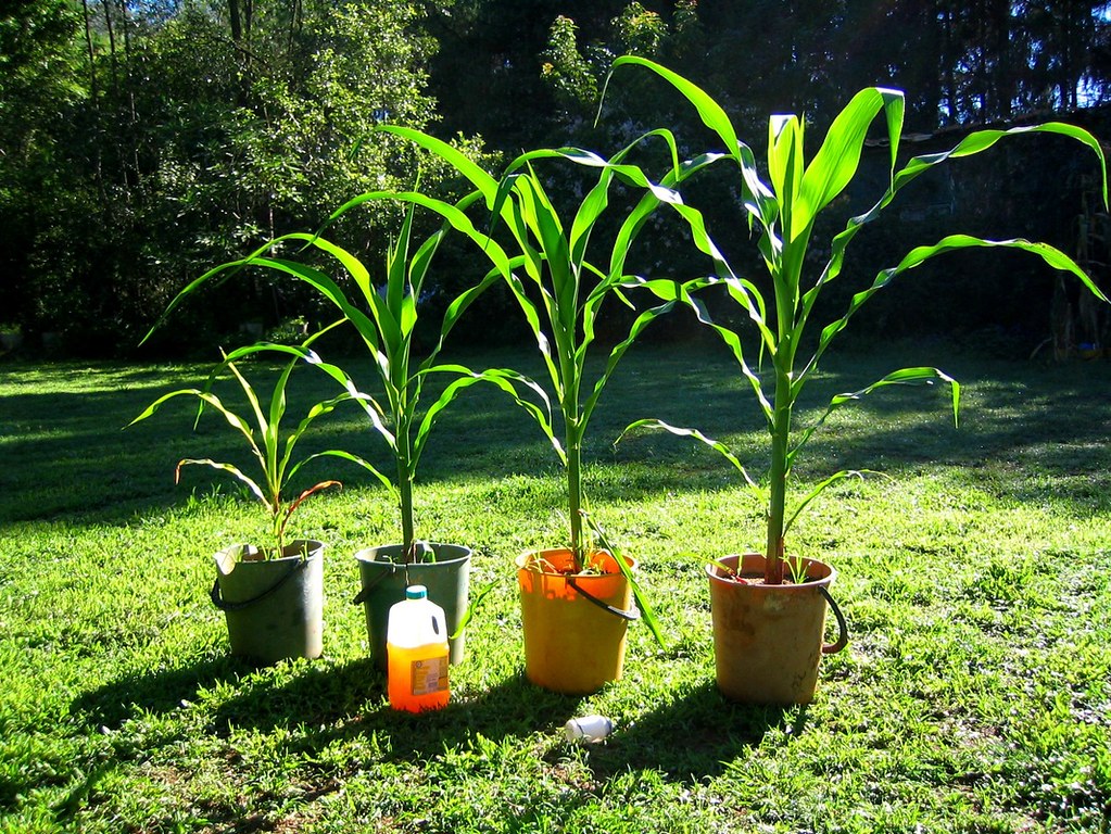 Urine growth Simple experiment showing the effect of urine… Flickr