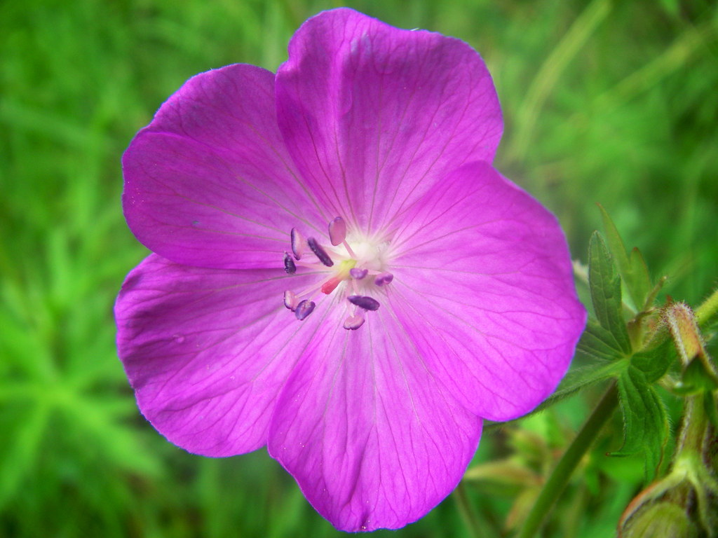 Geranium oreganum Scientific name Geranium oreganum Commo… Flickr