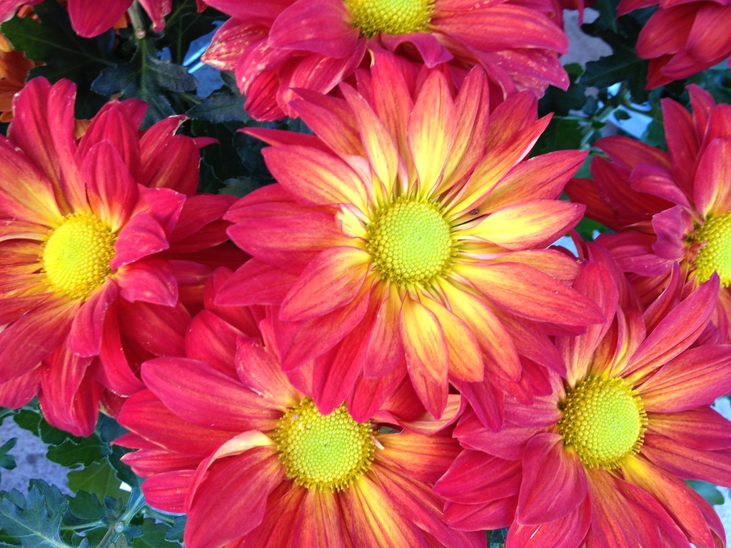 Flowers by Patty Vicknair Various Photos of Flowers taken … Flickr