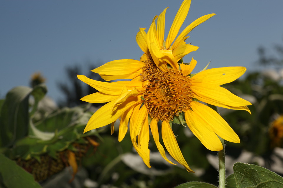 Sunflower sunflowers in Beijing Olympic garden Ryan Jin Flickr