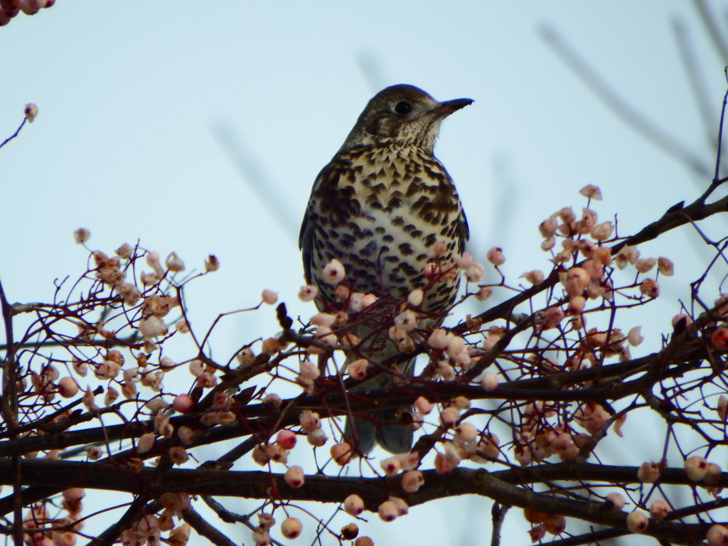 Lang Stracht, Aberdeen. 02.02.15 pmcraib Flickr