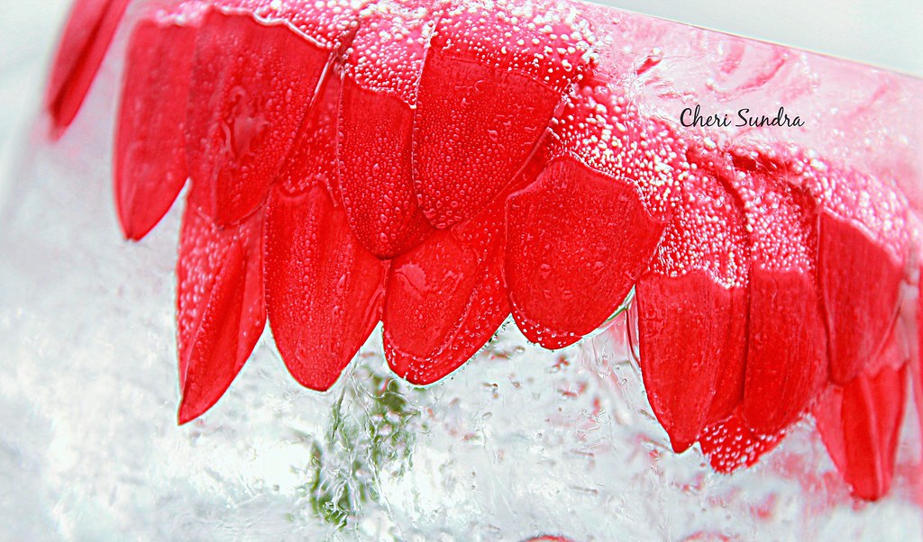 FROZEN (in sunshine) 3 A series featuring frozen flowers p… Flickr