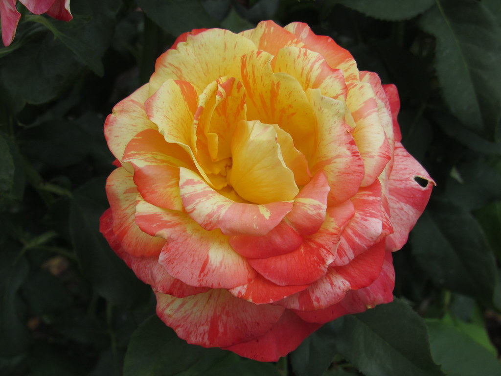 Tropical Sunset Rose Hershey Gardens Elmer2424 Flickr