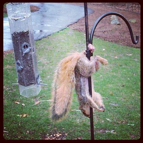 Poor squirrel. His is another level of pain here. buddy boone Flickr