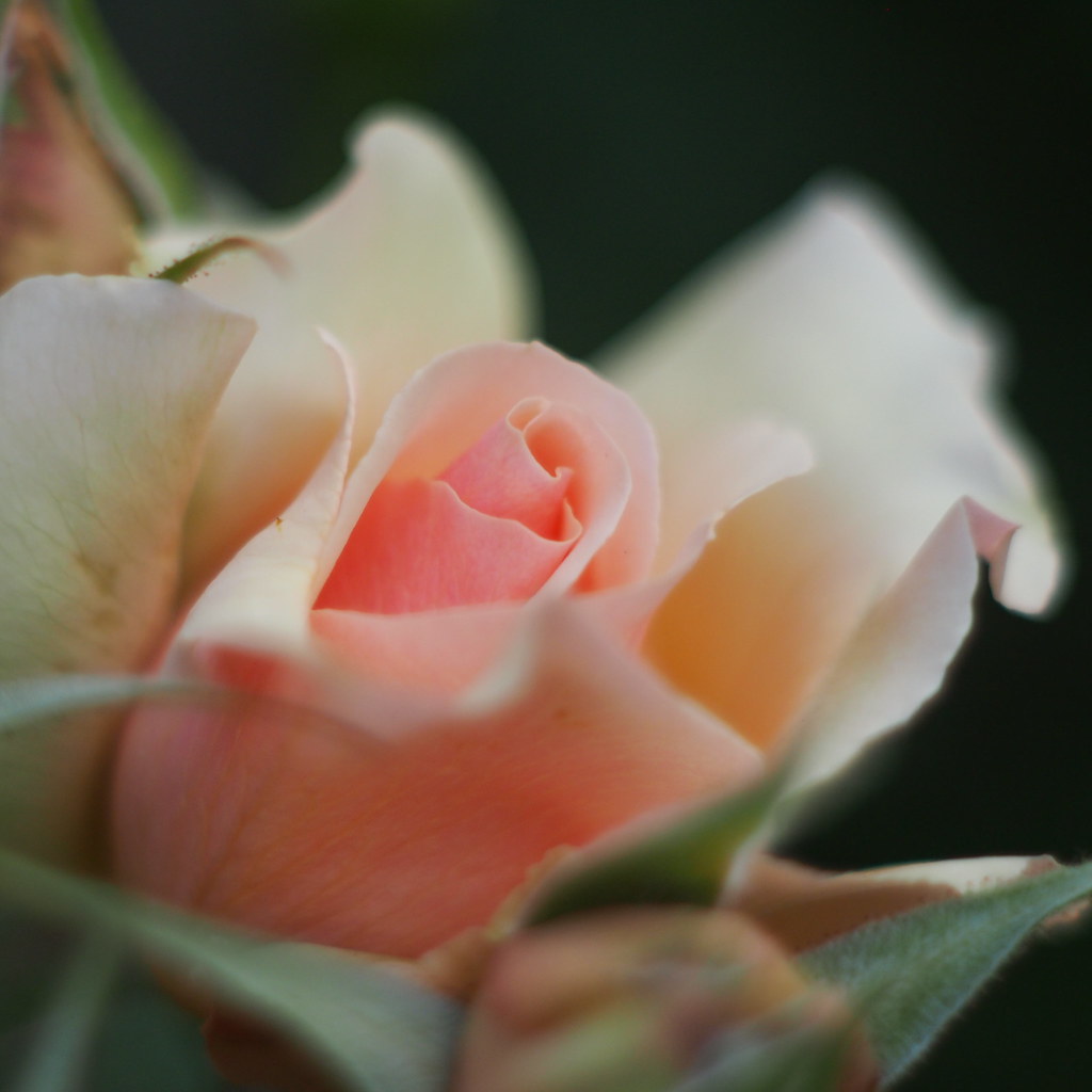 Rose "Fragrant Apricot" Mon jardin SuperMultiCoated TAK… Flickr