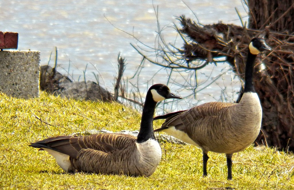 CanadaGeese3 Canada Geese enjoy some spring Sunshine Chris Flickr